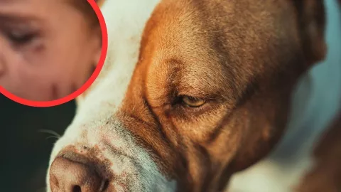 bulldogs atacan a familia en Canadá y autoridades intervienen