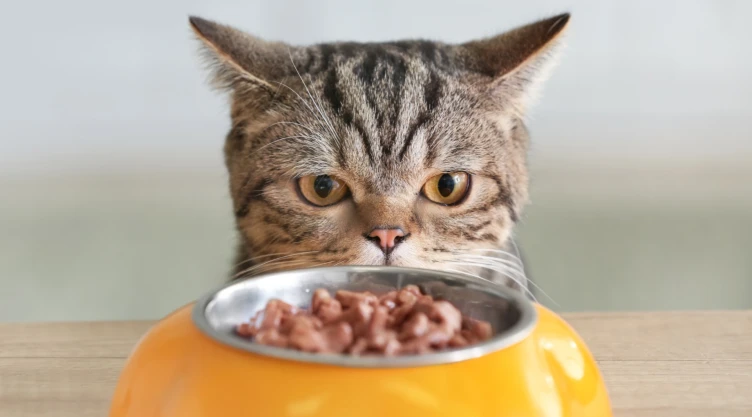 ¿Tu gato deja comida en el plato aunque tenga hambre? Un estudio apunta a una posible explicación