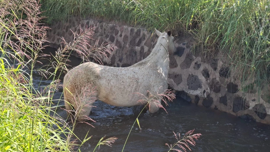 Caballo en Celaya