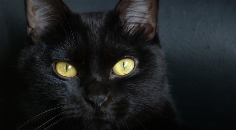 Los gatos negros simbolizan mala suerte Foto Especial