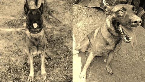 Fotos de Sansón, perro del Ejército de Colombia.