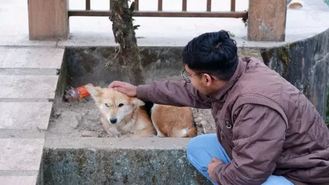 persona acaricie perros calle