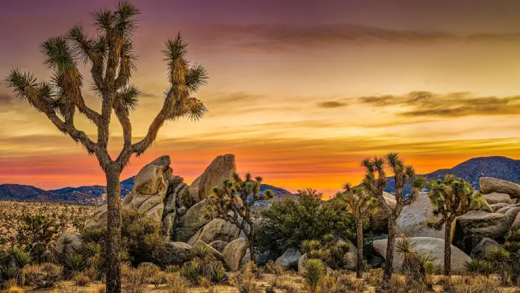 El Joshua Tree National Park, uno de los destinos más mágicos de California, está a punto de recibir una ola de visitantes entusiastas, y todo por una razón emocionante: la lluvia de meteoros de las Perseidas