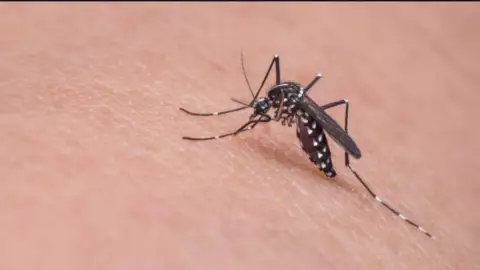 ¡Alerta! Yucatán, la entidad con más casos de dengue en México