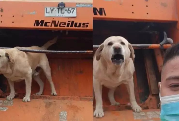 perrito camion basura