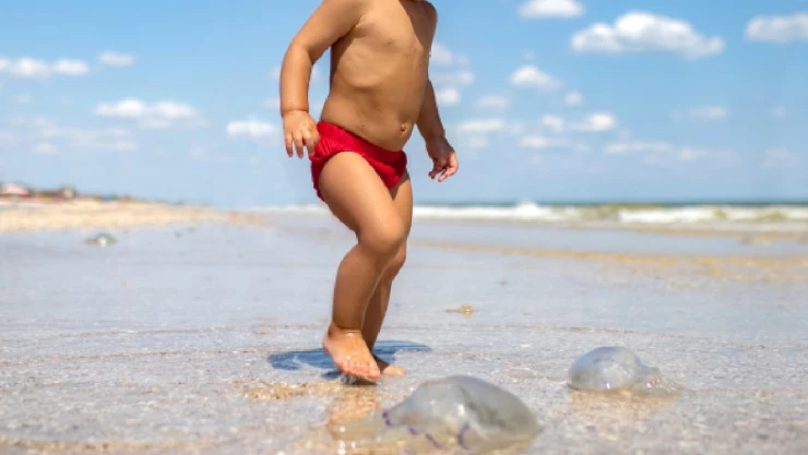 Alertan por medusas en playa.