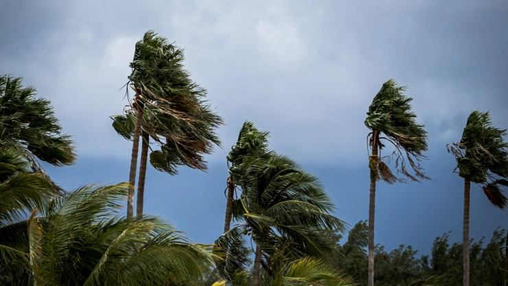 Palmeras con fuerte temporal en Florida.