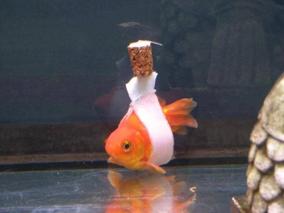 Pez dorado