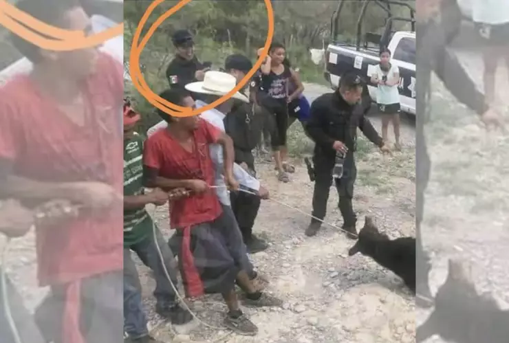 Torturan hasta la muerte a oso negro en Coahuila