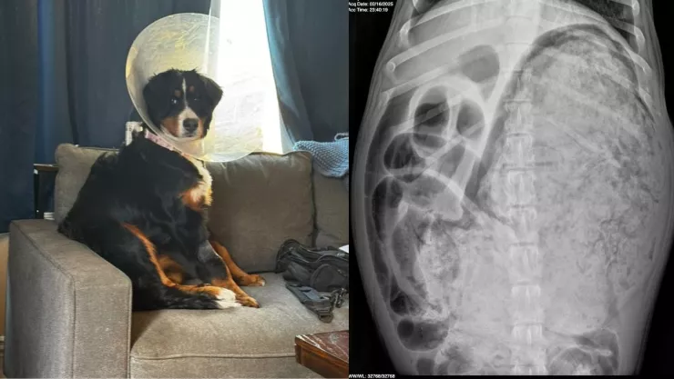 La perrita Luna y la radiografía de su estómago.