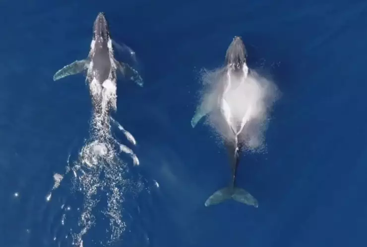 ¿Dónde y cuándo es más probable ver ballenas en Acapulco_.jpg