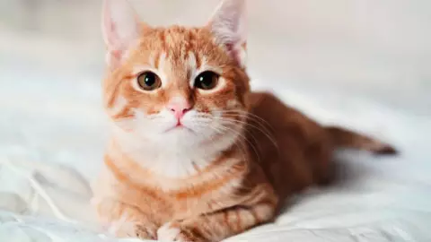 Día Internacional del Gato