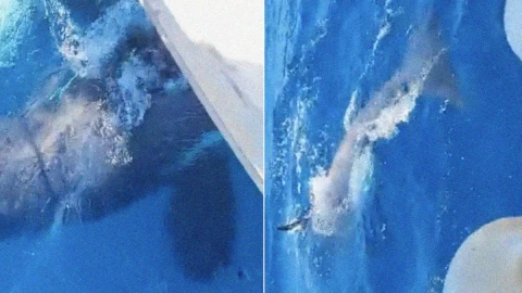 orcas-velero-espana
