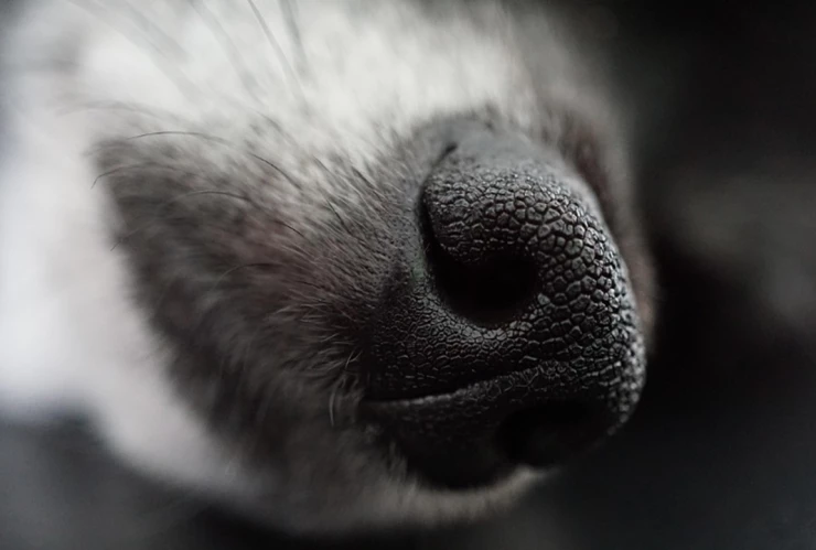 perrito atropellado Santiago Miahuatlán