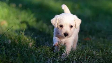 Muy cara El costo exacto de ponerle la vacuna contra la rabia a tu mascota en veterinarias del Área Metropolitana de Guadalajara