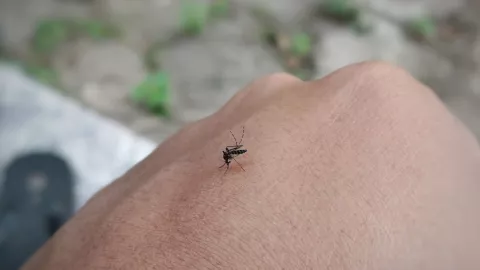 ¿Cómo nos encuentran los mosquitos para picarnos? Estudio científico lo revela