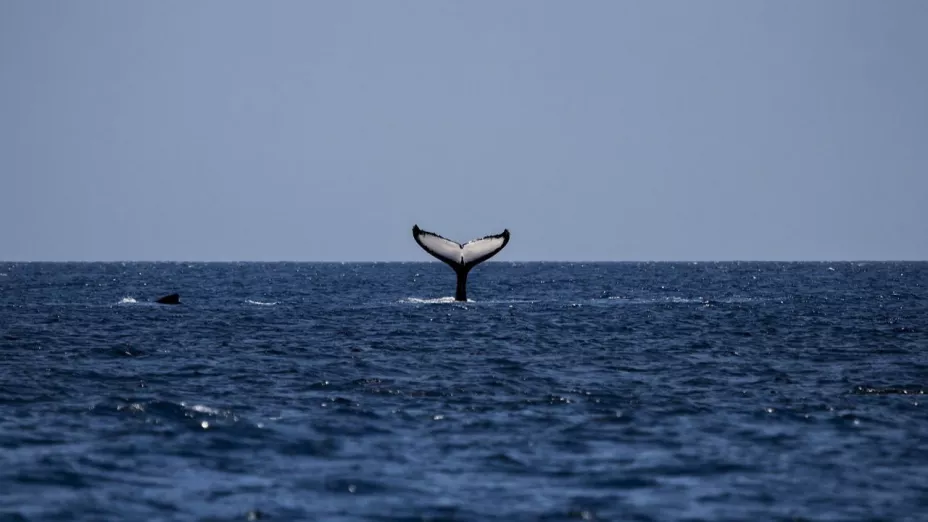 Espectáculo marítimo en Guerrero ¡Ya inició la temporada de avistamiento de ballenas jorobadas!.jpg