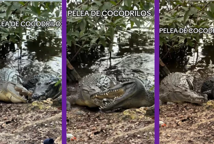 VIDEO_ Captan pelea de cocodrilos en pleno Malecón Tajamar de Cancún; se viraliza en redes.webp