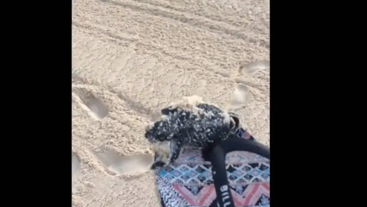 tortuga bebe cancun arollada.jpg