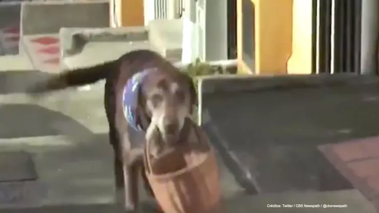 perro eros roban canasta mandados.jpg