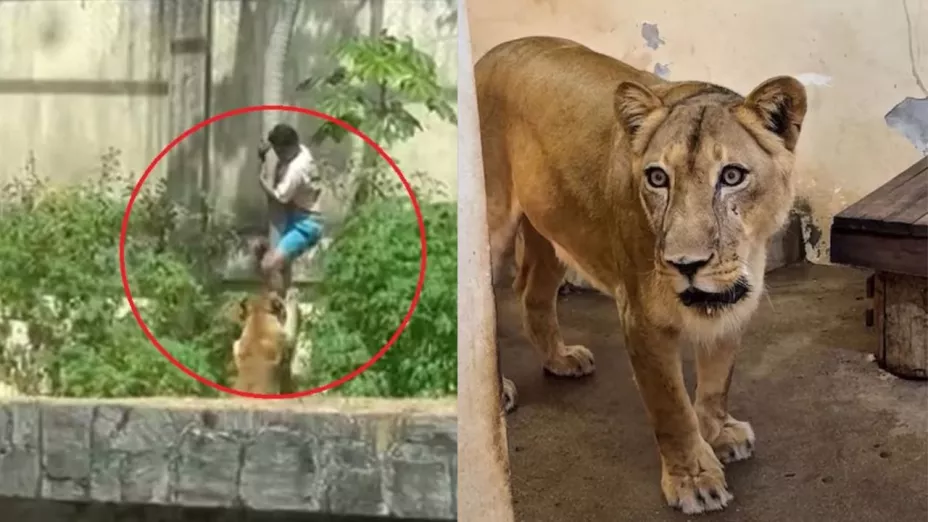 ¿Será sacrificada? Zoológico explica que sucederá con la leona tras devorar un joven de 19 años en Brasil