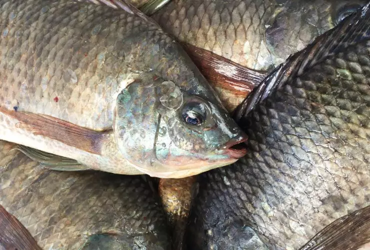 Amputan extremidades a mexicana por comer tilapia contaminada con bacteria come carne