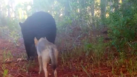 oso y coyote caminan juntos