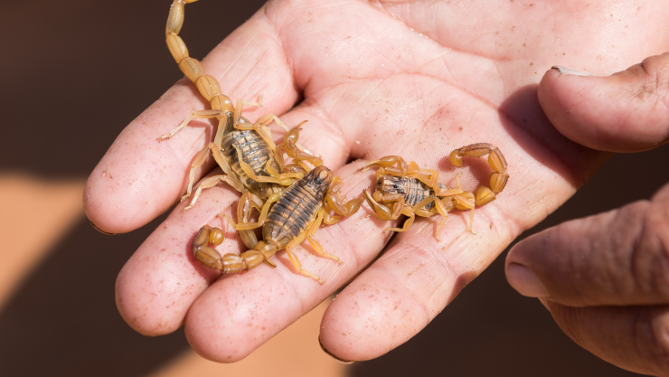 Qué olor odian los alacranes y cómo prevenir su presencia.