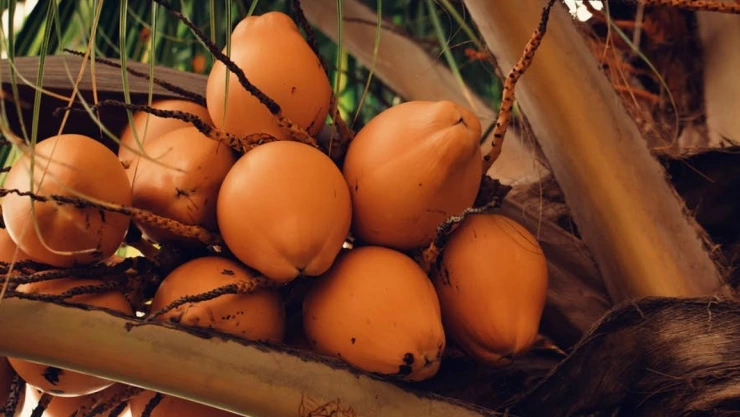 cocos regala covid-19