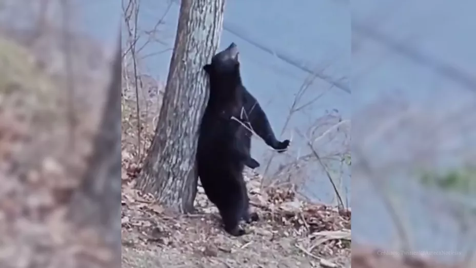 video viral oso sufre un ataque de comezón
