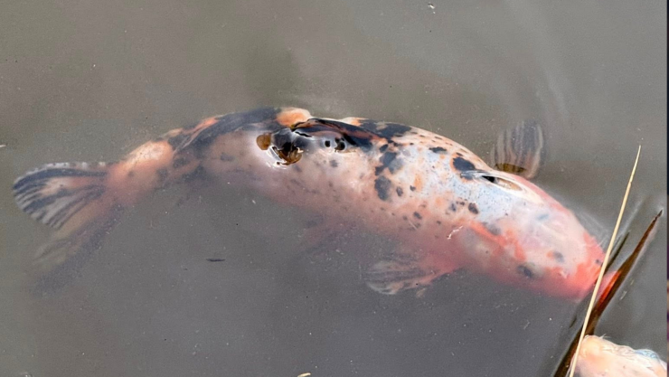 Peces en malas condiciones en Querétaro