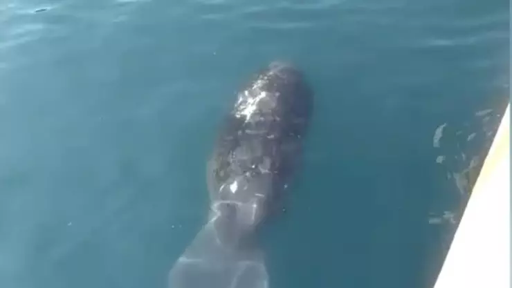 Manatí nadando en Veracruz.