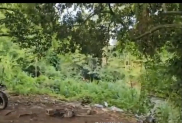 La Llorona se aparece en un río y asusta a turistas, video viral.png