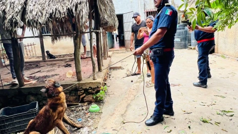 FOTOS: Rescatan a perrito cayó a un socavón en Oxkutzcab