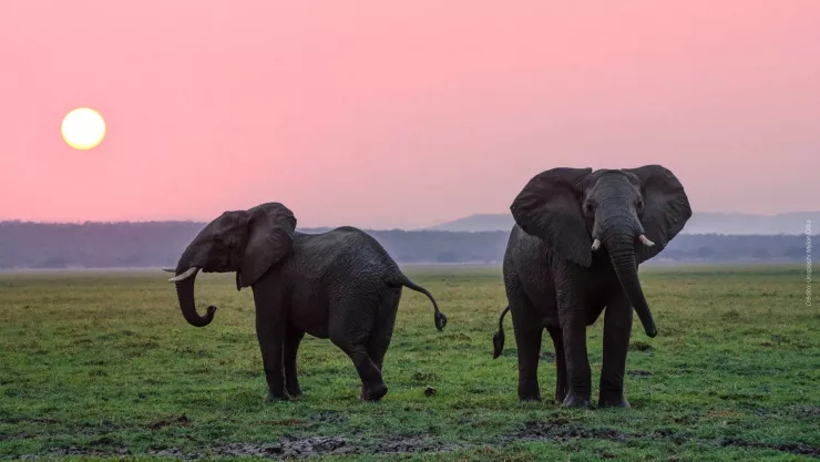 Big Boy, elefante que fue rescatado por estar en cautiverio, tiene novia.