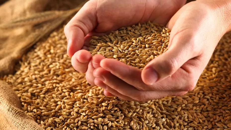 Fibra/Foto: Especial