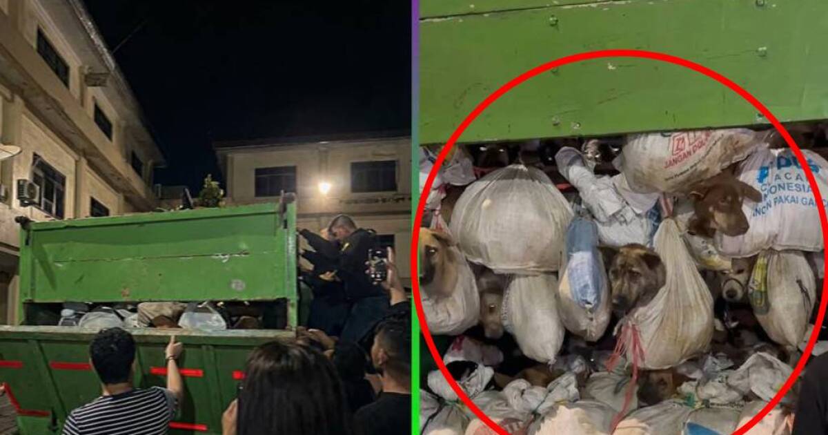 Camión en Indonesia transportaba perros vivos para comercio ...