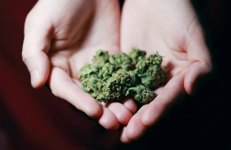 Uber Canadá cannabis