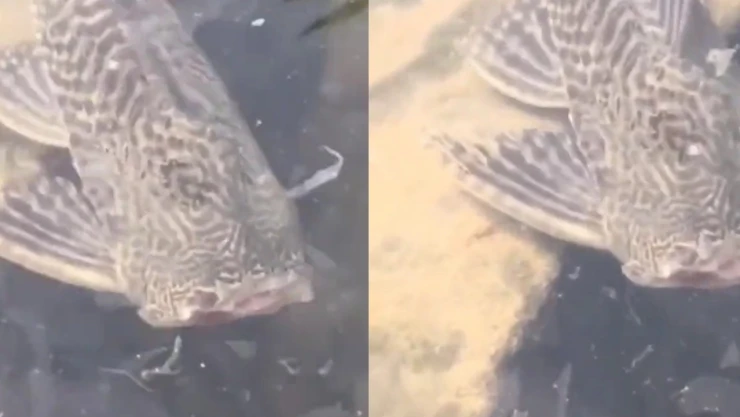 Captan en video a extraño pez sin cabeza nadando