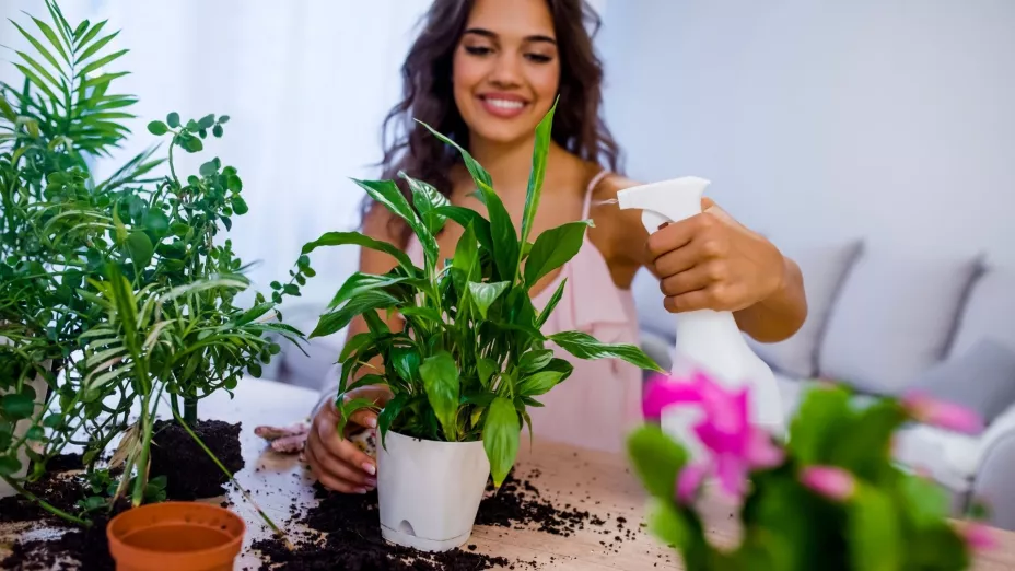 Luz indirecta, riego moderado y temperatura estable: claves para cuidar plantas de interior.