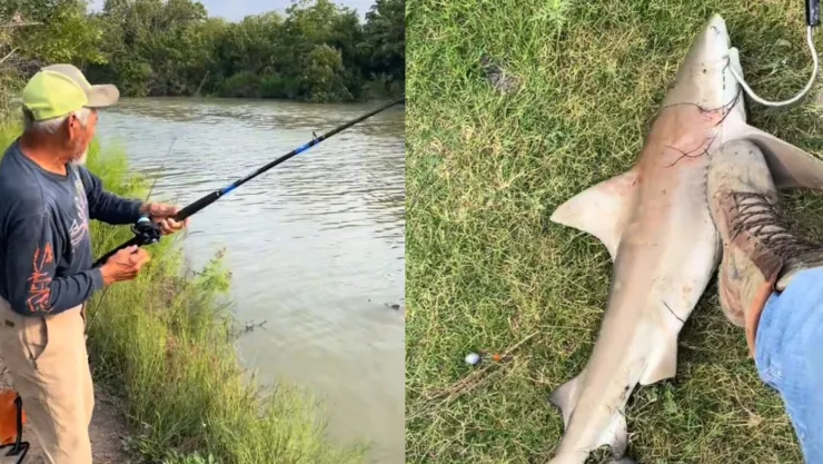 Un hombre pescó un tiburón toro en Texas.jpg