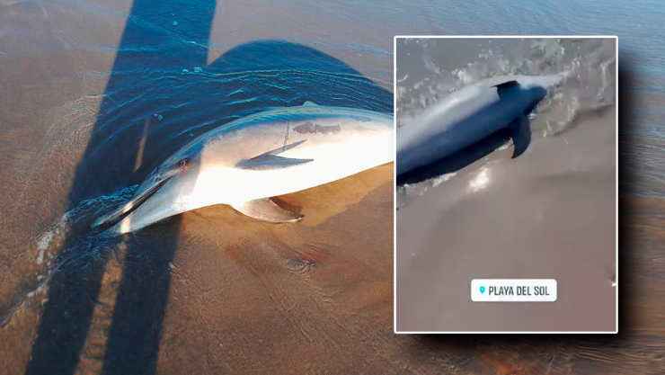 Delfín muerto en Playa del Sol