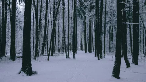 Padre de 16 años le dispara a su recién nacida y la deja morir en el bosque.jpg