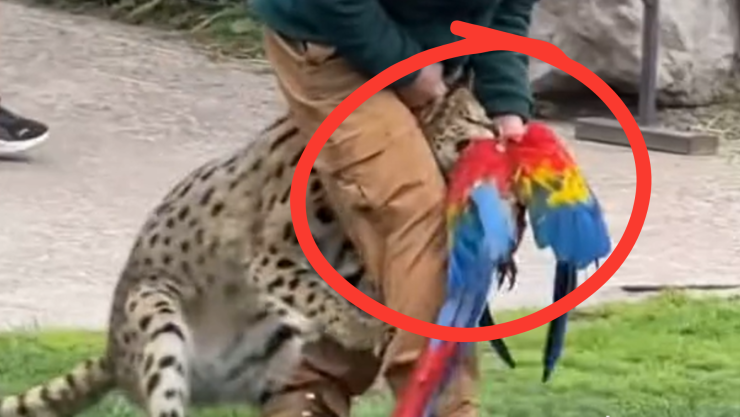 _Leopardo caza a guacamaya en exhibición de Buinzoo en Chile.png