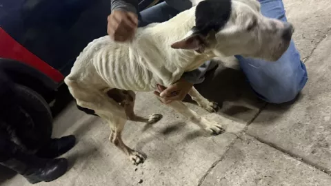 Rescatan a ‘El Flaco’, perrito abandonado en una vivienda de El Salto