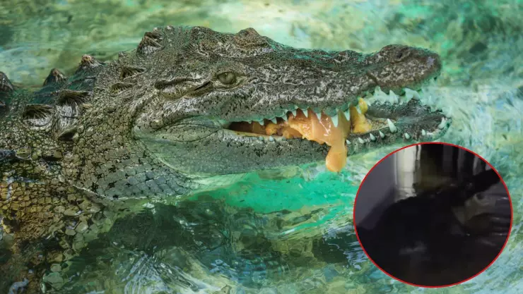 ¡Nuevo visitante! Encuentran un cocodrilo en una casa tras el paso del huracán Milton en Florida