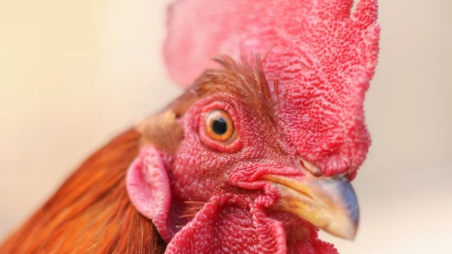 Se registra la primera muerte por gripe aviar H5N5 en humanos en Estados Unidos