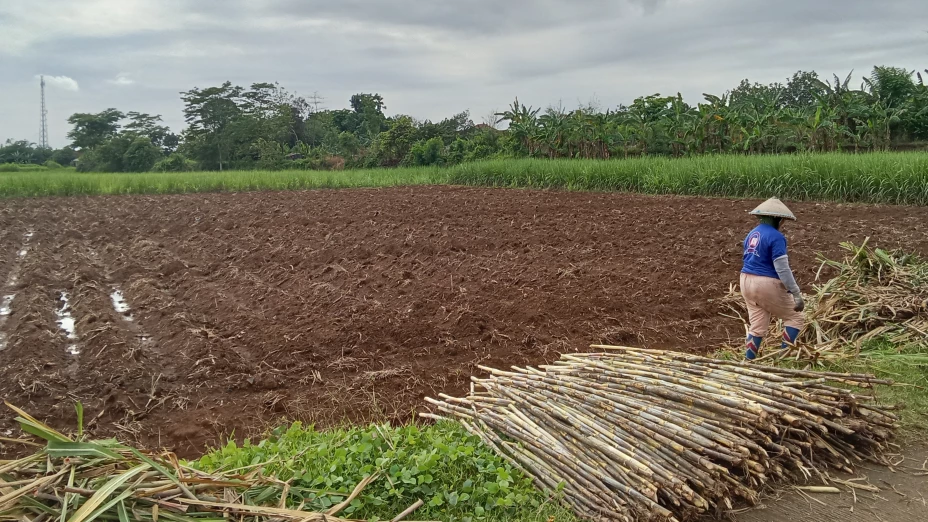 Qué es la zafra del azúcar.