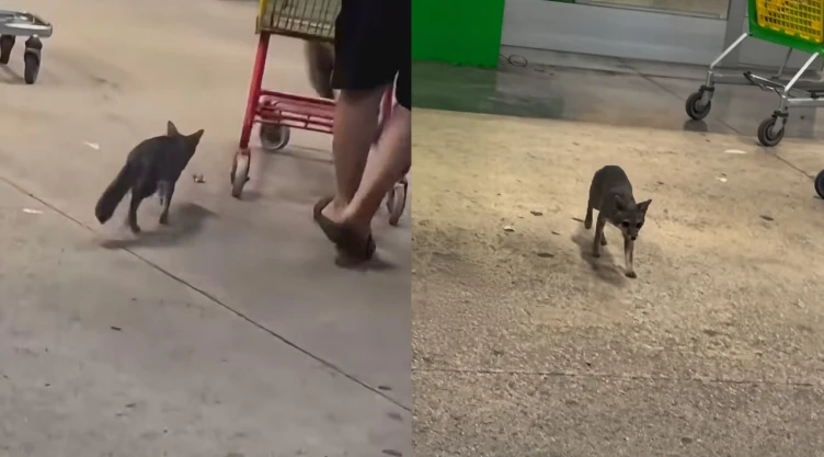 buscan a personas que tuvieron contacto con una zorra en Quintana Roo con rabia