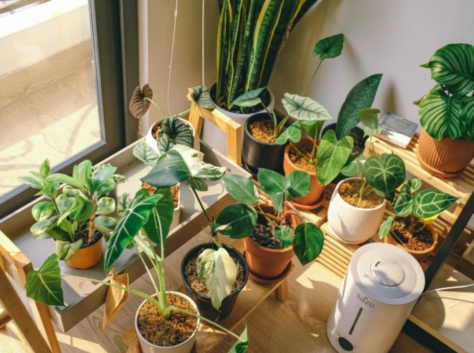 Plantas que eliminan la humedad